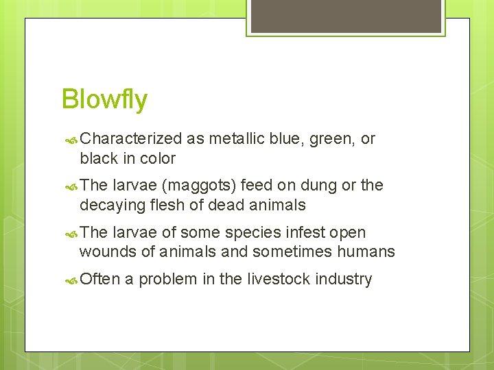 Blowfly Characterized as metallic blue, green, or black in color The larvae (maggots) feed