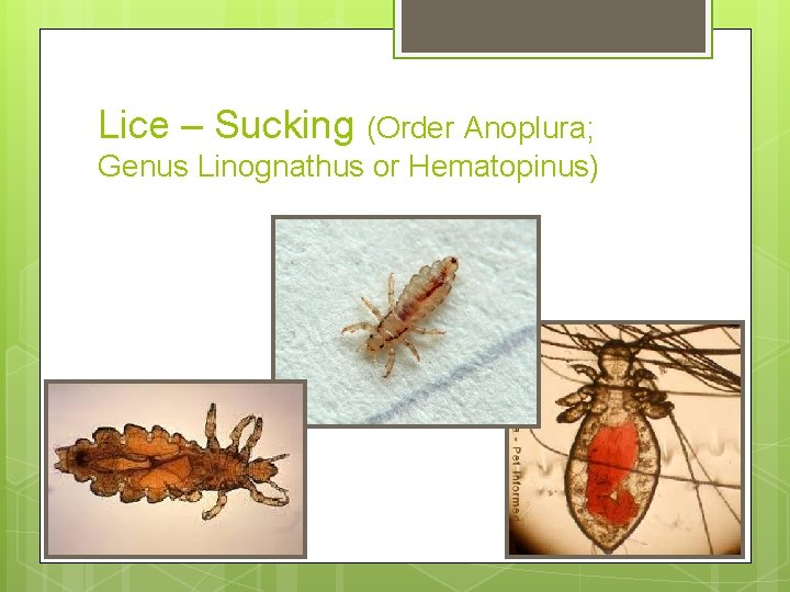 Lice – Sucking (Order Anoplura; Genus Linognathus or Hematopinus) 