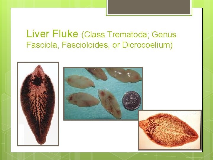 Liver Fluke (Class Trematoda; Genus Fasciola, Fascioloides, or Dicrocoelium) 