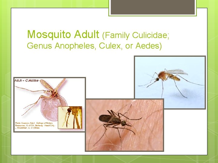 Mosquito Adult (Family Culicidae; Genus Anopheles, Culex, or Aedes) Mosquito Adult (Family Culicidae; Genus Anopheles, Culex, or Aedes)