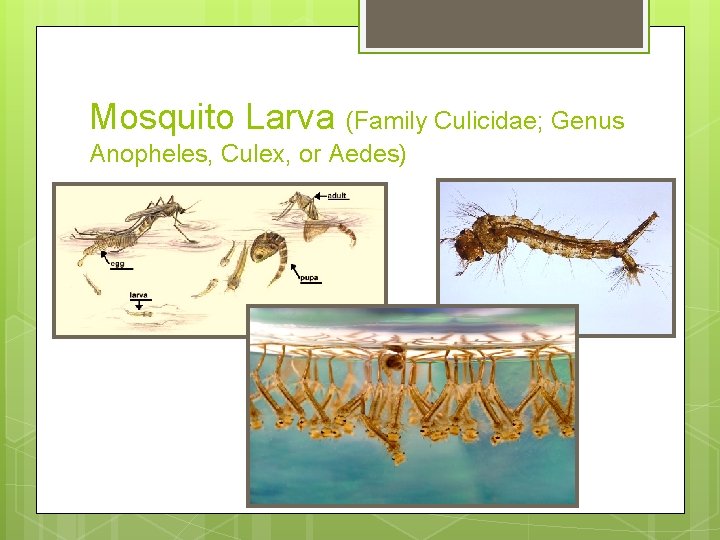Mosquito Larva (Family Culicidae; Genus Anopheles, Culex, or Aedes) Mosquito Larva (Family Culicidae; Genus Anopheles, Culex, or Aedes)
