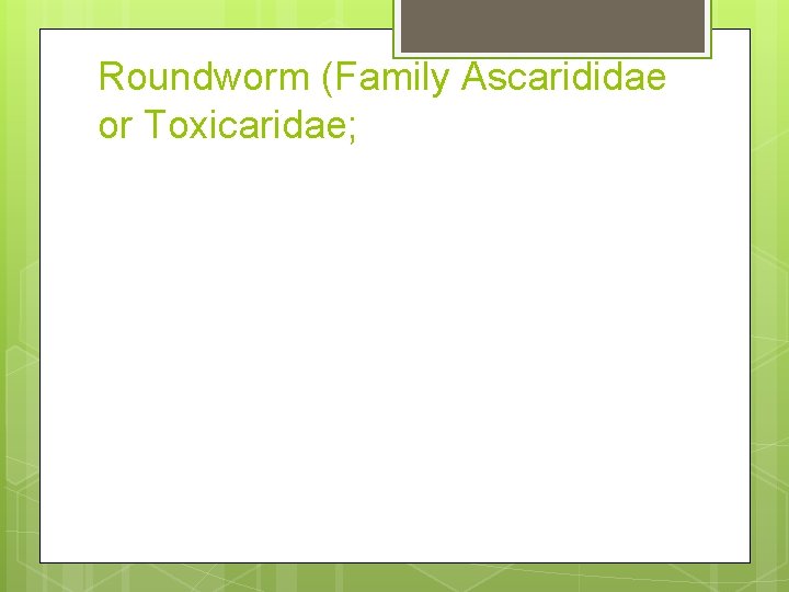 Roundworm (Family Ascarididae or Toxicaridae; Roundworm (Family Ascarididae or Toxicaridae;
