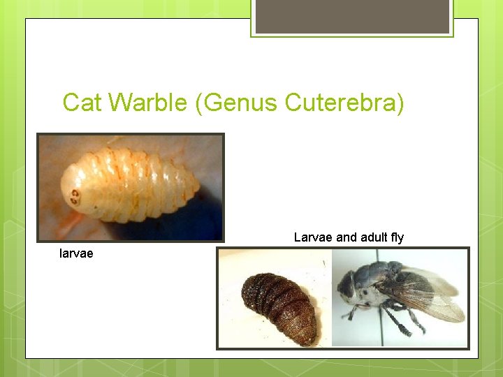 Cat Warble (Genus Cuterebra) Larvae and adult fly larvae 