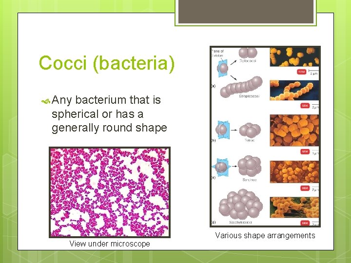 Cocci (bacteria) Any bacterium that is spherical or has a generally round shape View Cocci (bacteria) Any bacterium that is spherical or has a generally round shape View