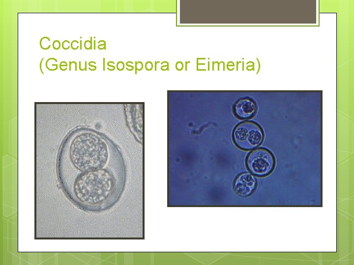 Coccidia (Genus Isospora or Eimeria) 