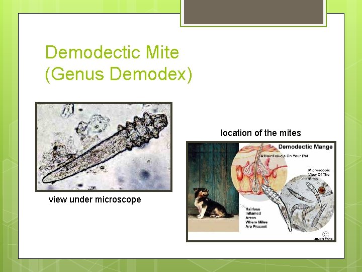 Demodectic Mite (Genus Demodex) location of the mites view under microscope 