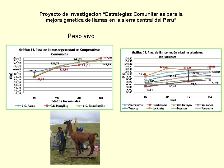 Proyecto de investigacion “Estrategias Comunitarias para la mejora genetica de llamas en la sierra