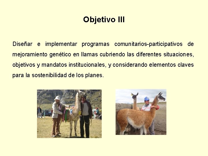 Objetivo III Diseñar e implementar programas comunitarios-participativos de mejoramiento genético en llamas cubriendo las