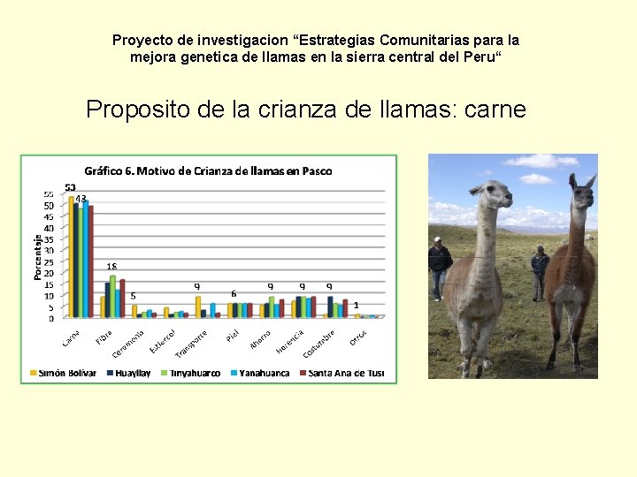 Proyecto de investigacion “Estrategias Comunitarias para la mejora genetica de llamas en la sierra