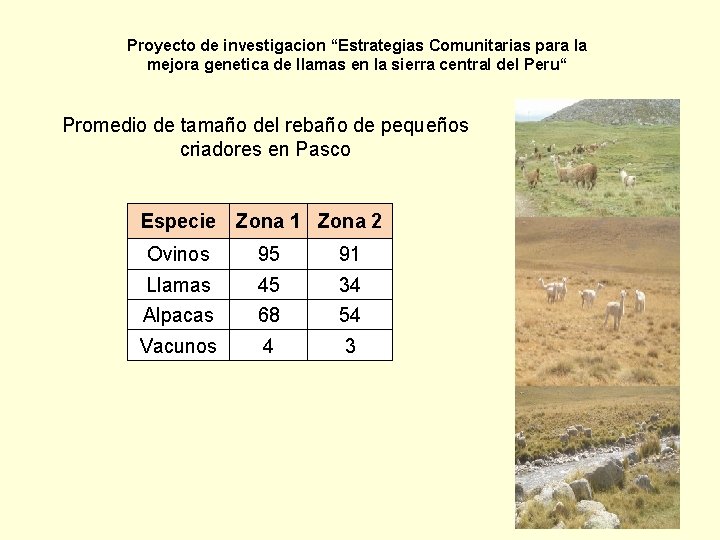 Proyecto de investigacion “Estrategias Comunitarias para la mejora genetica de llamas en la sierra