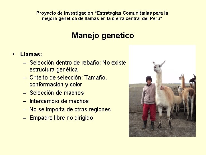 Proyecto de investigacion “Estrategias Comunitarias para la mejora genetica de llamas en la sierra