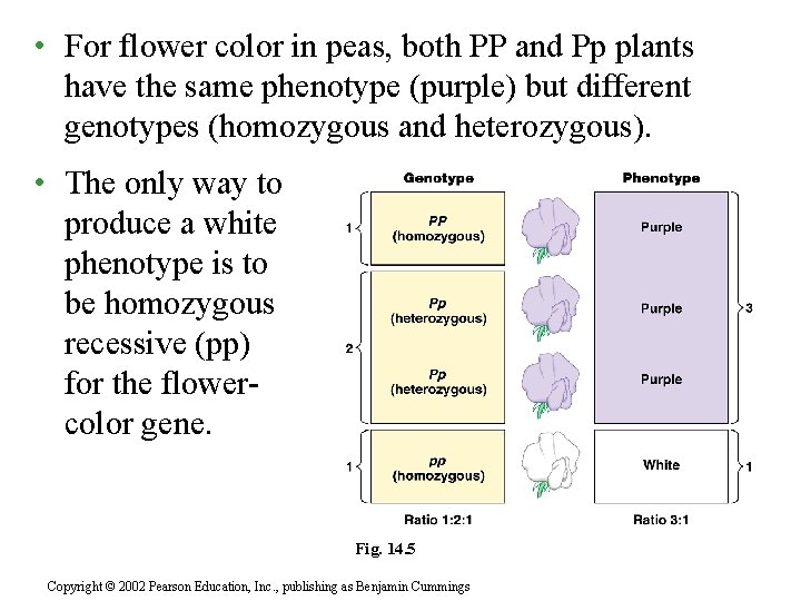  • For flower color in peas, both PP and Pp plants have the