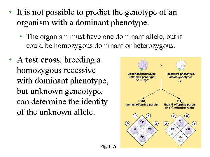  • It is not possible to predict the genotype of an organism with