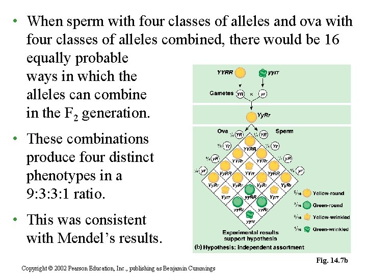  • When sperm with four classes of alleles and ova with four classes