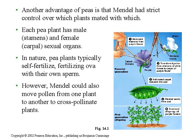  • Another advantage of peas is that Mendel had strict control over which