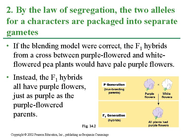 2. By the law of segregation, the two alleles for a characters are packaged