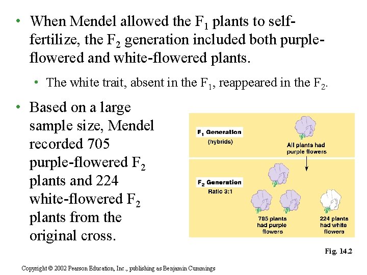  • When Mendel allowed the F 1 plants to selffertilize, the F 2