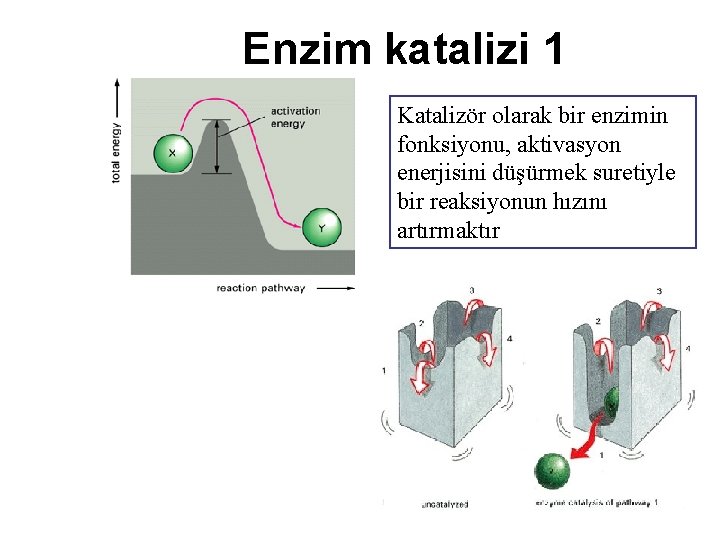 Enzim katalizi 1 Katalizör olarak bir enzimin fonksiyonu, aktivasyon enerjisini düşürmek suretiyle bir reaksiyonun