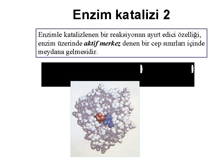 Enzim katalizi 2 Enzimle katalizlenen bir reaksiyonun ayırt edici özelliği, enzim üzerinde aktif merkez
