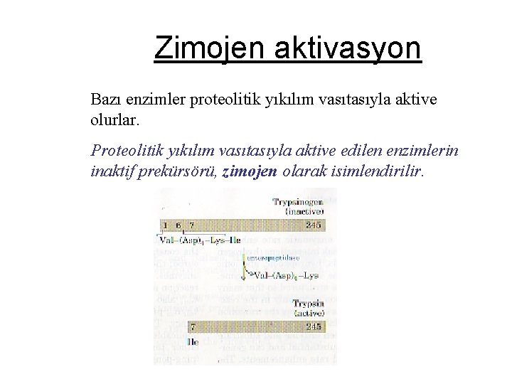 Zimojen aktivasyon Bazı enzimler proteolitik yıkılım vasıtasıyla aktive olurlar. Proteolitik yıkılım vasıtasıyla aktive edilen