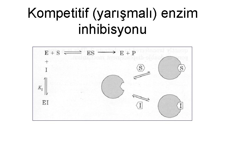 Kompetitif (yarışmalı) enzim inhibisyonu 
