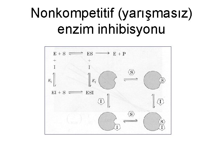 Nonkompetitif (yarışmasız) enzim inhibisyonu 