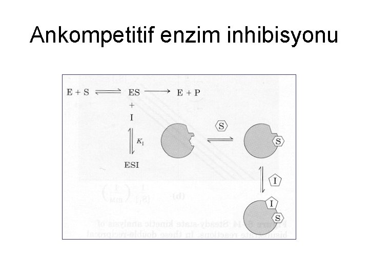 Ankompetitif enzim inhibisyonu 