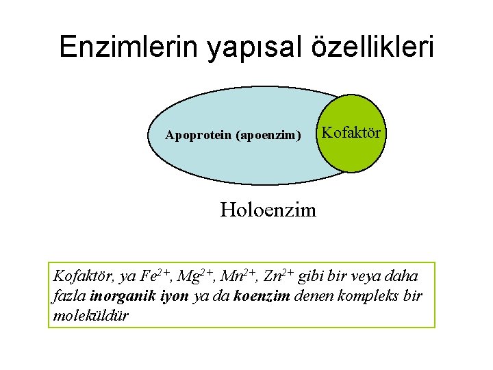 Enzimlerin yapısal özellikleri Apoprotein (apoenzim) Kofaktör Holoenzim Kofaktör, ya Fe 2+, Mg 2+, Mn