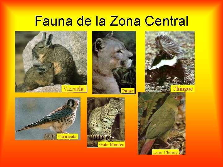 Fauna de la Zona Central 