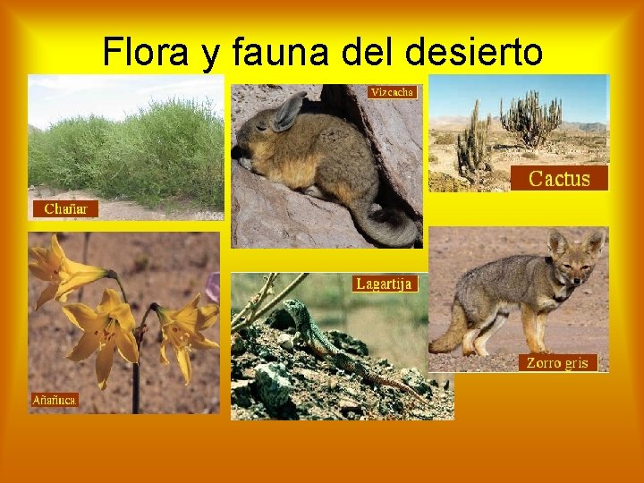 Flora y fauna del desierto 