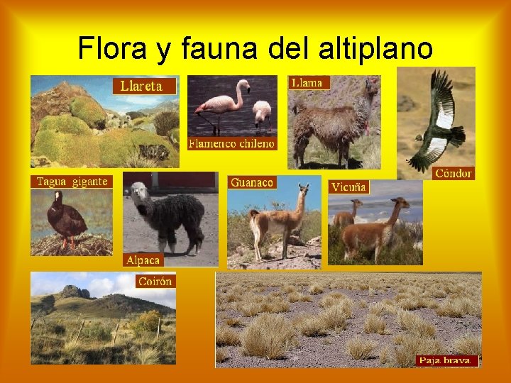 Flora y fauna del altiplano 