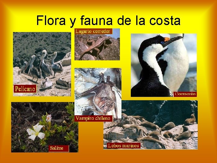 Flora y fauna de la costa 