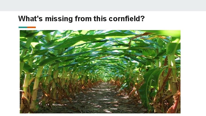 What’s missing from this cornfield? 