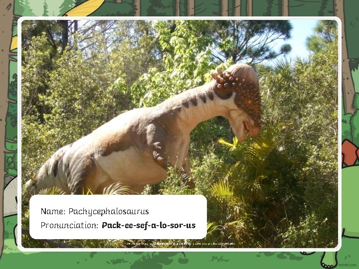 Name: Pachycephalosaurus Pronunciation: Pack-ee-sef-a-lo-sor-us Photo courtesy of ubermoogle 2006(flickr. com)- granted under creative commons