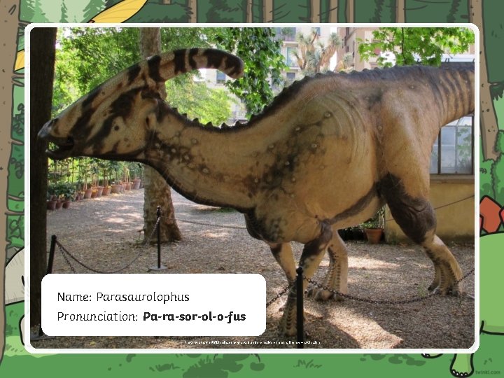 Name: Parasaurolophus Pronunciation: Pa-ra-sor-ol-o-fus Photo courtesy of Wikipedia. com- granted under creative commons licence