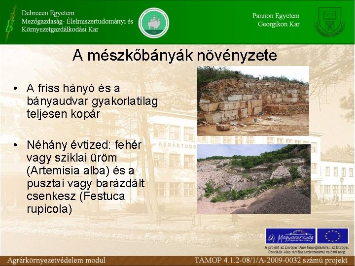 A mészkőbányák növényzete • A friss hányó és a bányaudvar gyakorlatilag teljesen kopár •