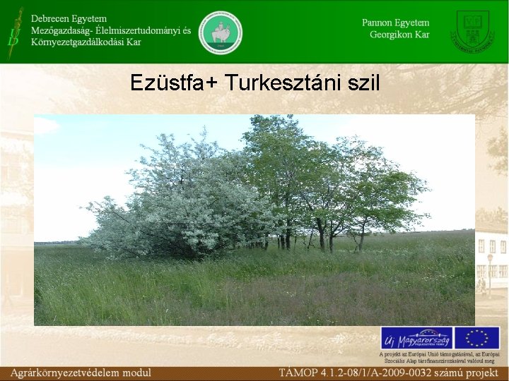 Ezüstfa+ Turkesztáni szil 