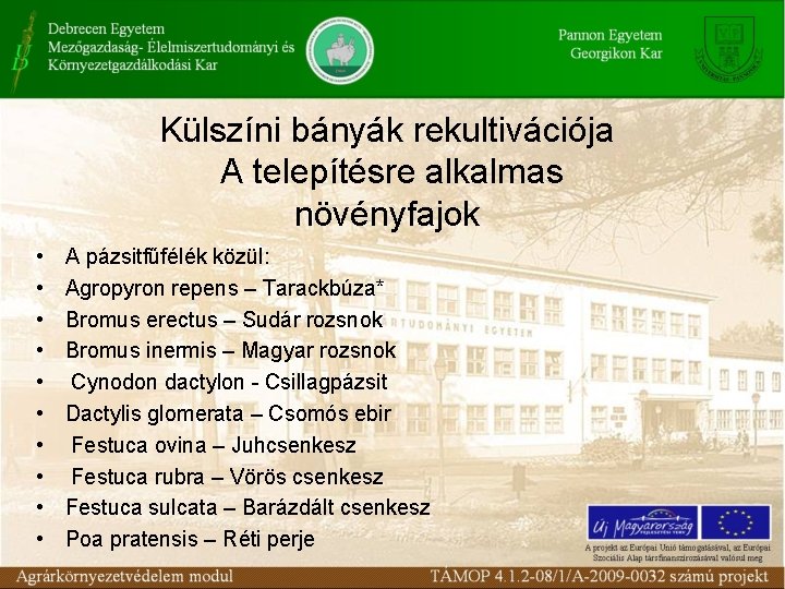 Külszíni bányák rekultivációja A telepítésre alkalmas növényfajok • • • A pázsitfűfélék közül: Agropyron