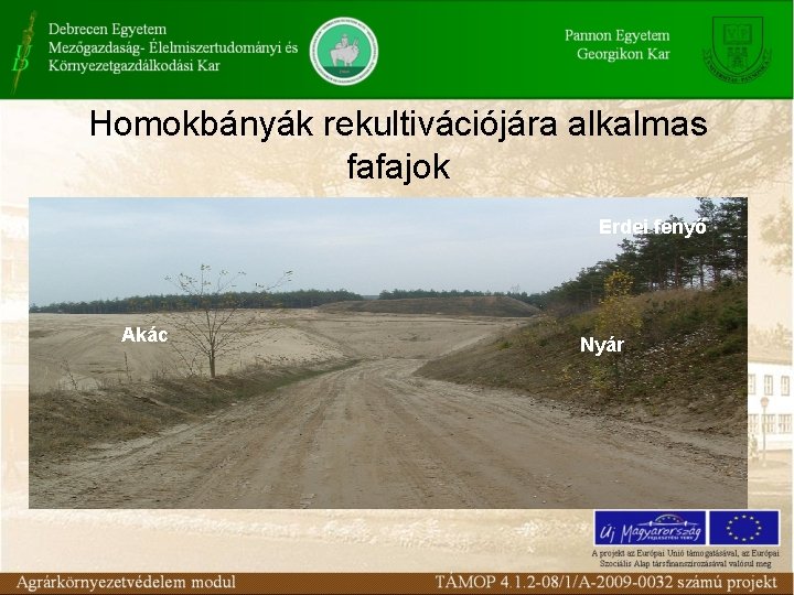 Homokbányák rekultivációjára alkalmas fafajok Erdei fenyő Akác Nyár 