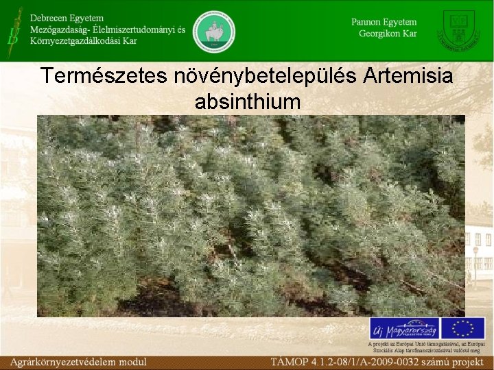 Természetes növénybetelepülés Artemisia absinthium 