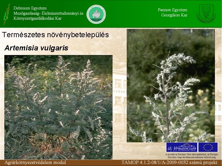 Természetes növénybetelepülés Artemisia vulgaris 