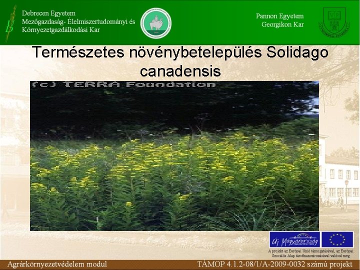 Természetes növénybetelepülés Solidago canadensis 