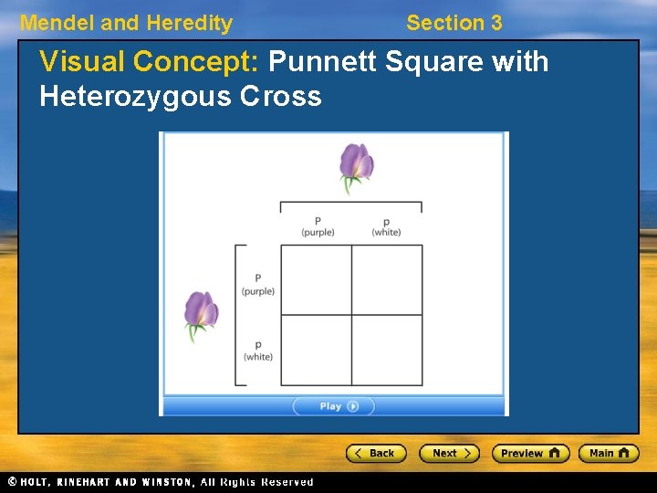 Mendel and Heredity Section 3 Visual Concept: Punnett Square with Heterozygous Cross 