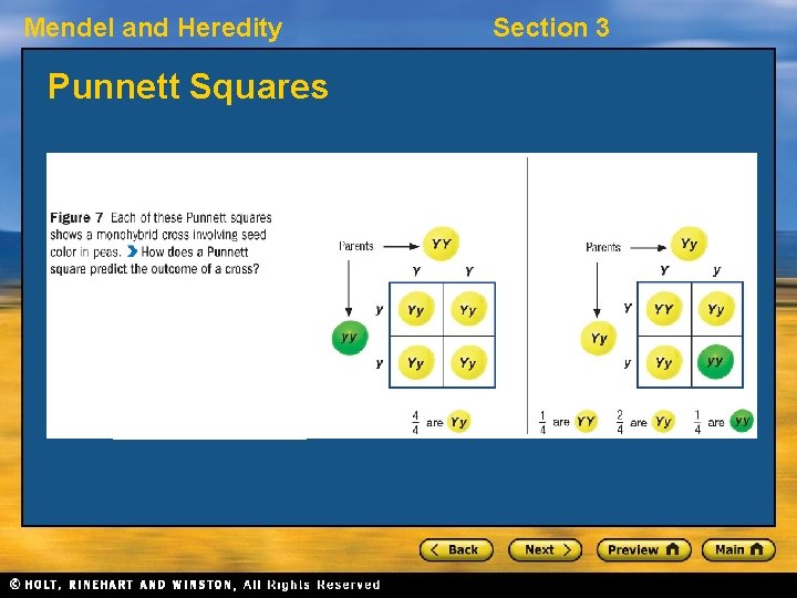Mendel and Heredity Punnett Squares Section 3 