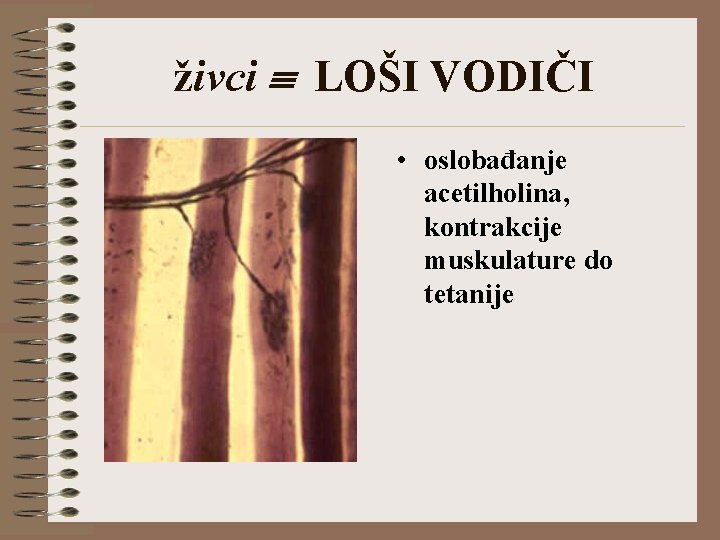 živci LOŠI VODIČI • oslobađanje acetilholina, kontrakcije muskulature do tetanije 