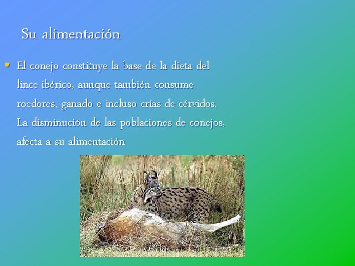 Su alimentación • El conejo constituye la base de la dieta del lince ibérico,