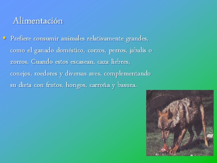 Alimentación • Prefiere consumir animales relativamente grandes, como el ganado doméstico, corzos, perros, jabalís