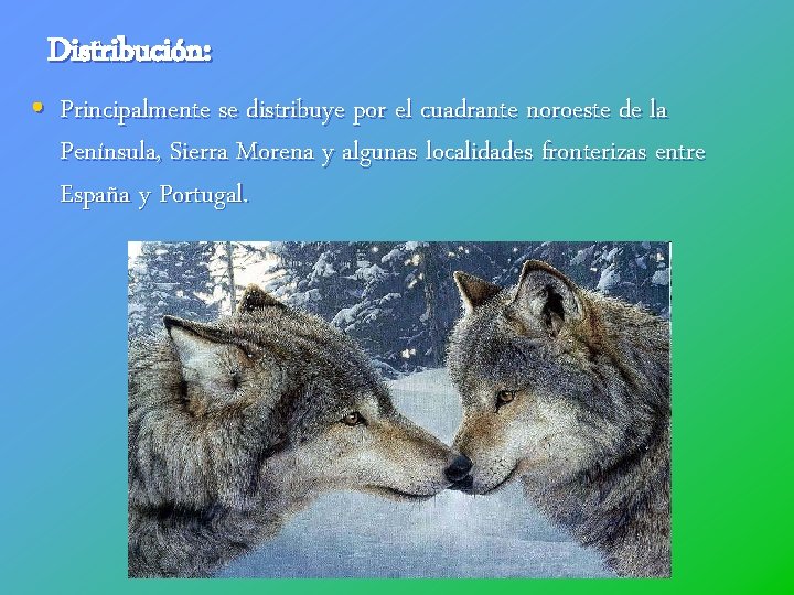 Distribución: • Principalmente se distribuye por el cuadrante noroeste de la Península, Sierra Morena