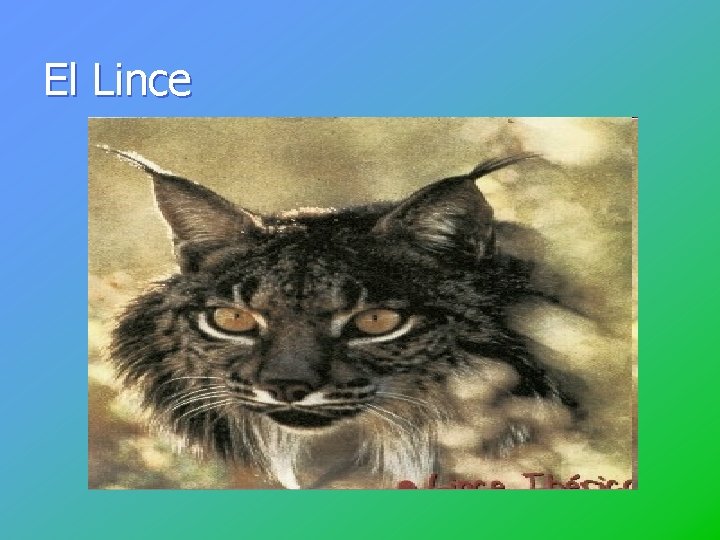 El Lince 