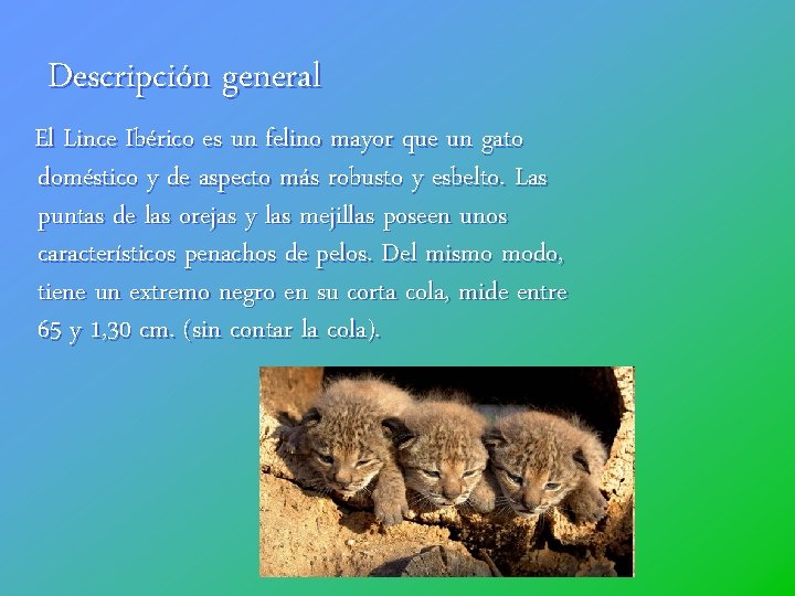 Descripción general El Lince Ibérico es un felino mayor que un gato doméstico y